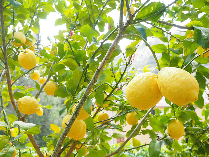citronová kůra